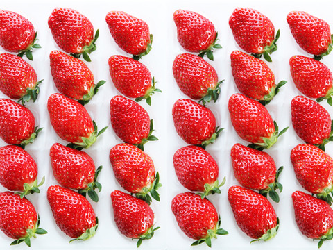 【ご予約商品】【ギフト可】完熟いちご化粧箱入り【24粒～33粒】