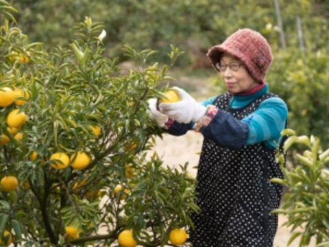 限定♪【柑橘食べ比べ🍊】〔 訳アリ 小玉SS～Ｍ〕味が濃い！瀬戸内育ち 石地みかん４㎏ / オレンジ香るブランド柑橘 はれひめ３㎏： 計７kg🍊離島より直送します！