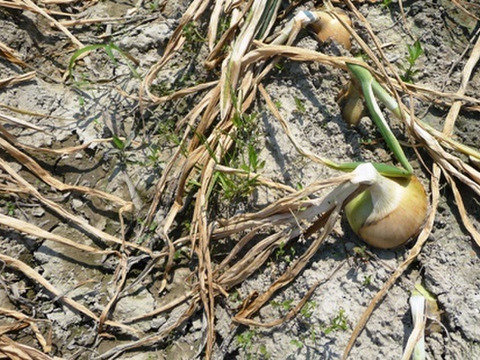 （残留農薬不検出）　納豆菌栽培　最終の淡路島産玉ねぎ５ｋｇ小ぶり品とロマネスコ２個