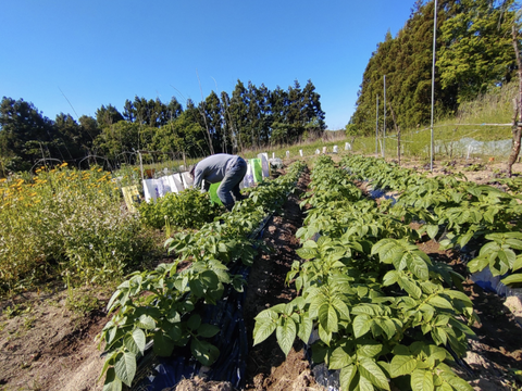 【お買い得☆旬の野菜セット（7〜10品目）☆６月☆】新鮮お野菜🌿７月の野菜セットはこちらです（URLリンク長押し）→https://www.tabechoku.com/products/241766