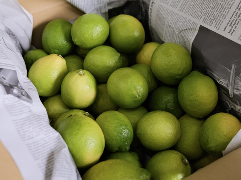 (2kg)香り抜群‼︎　特別栽培「瀬戸田産グリーンレモン」A品