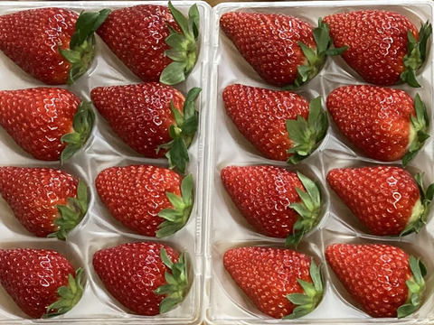 古都華　ならあかり　食べ比べ　奈良県品種　260g×2パック　いちご　苺　プレミアムイチゴ