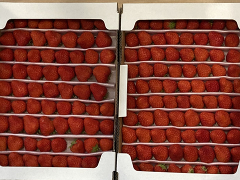 小粒ころころ不揃いイチゴ♪（加工向き）