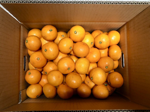 樹上熟成！広島県因島産 ｢石地みかん｣ 5kg箱