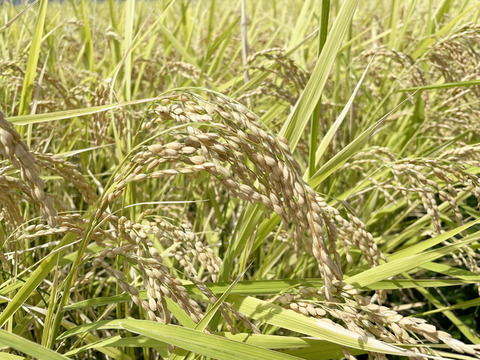 【R5年度】コシヒカリ・玄米（10kg）【自然栽培　栽培期間中　農薬・肥料不使用】