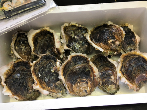能登産　岩牡蠣（生食用）Mサイズ　10個　＜300g～400g/１個＞