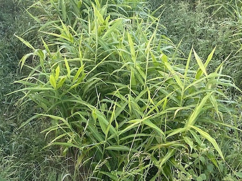 【農薬・化学肥料不使用】皮ごと使える　「熟成・土付き生姜」500g