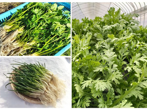 セリ、アサツキ、春菊のセット＜セリ200g/アサツキ200g/春菊500g＞ 【冬ギフト】