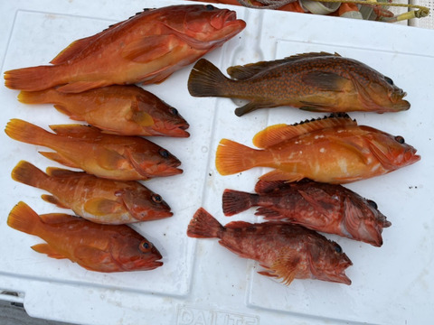 明日朝まで限定！捕れたて！アコウ・カサゴ・アカハタ　約3kg 長崎県対馬市(内臓・鱗処理済)