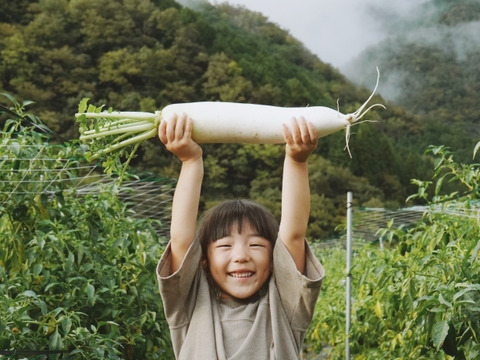 【高原大根】　≪神鍋高原、寒暖差のある地域で育まれた水分・甘みたっぷりの大根≫　（６本）