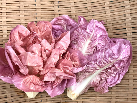魅惑のイタリア野菜ラディッキオ3種