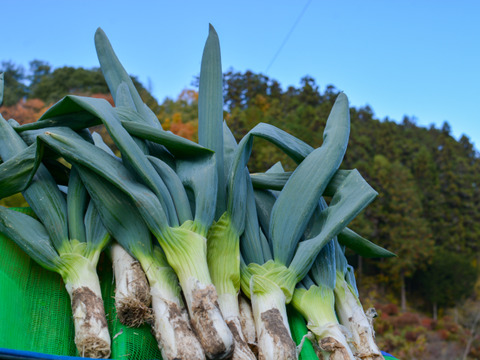 農薬節減】とろける甘さ 極太下仁田ネギ（Lサイズから2L以上を18本