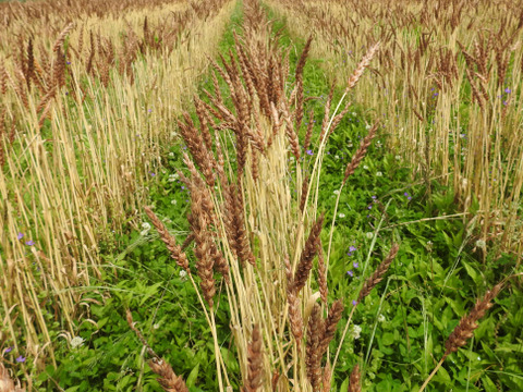 【自然栽培】石臼で小麦の風味と栄養をまるごと低温製粉：南部小麦の全粒粉（750g）