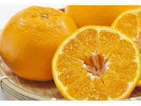 【数量限定☆🎁】甘さいっぱい！プチプチ新食感！はるみ２㎏🍊