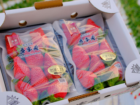 🥇いちごグランプリ2025金賞受賞！超希少品種！『肥後こまち』ご家庭用パック 250g×2p