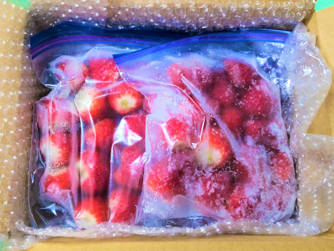 【冷凍いちご】三拍子そろった美味しさ！品種：よつぼし