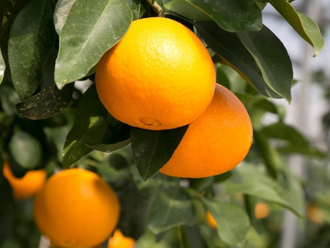 🍋お試し柑橘祭🍊【愛媛まどんな3kg】【グリーンレモン1kg】