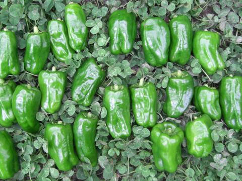 食欲の秋！かわいい‼黒ピ－マン30＊緑ピーマン20！
～農薬/化学肥料・不使用