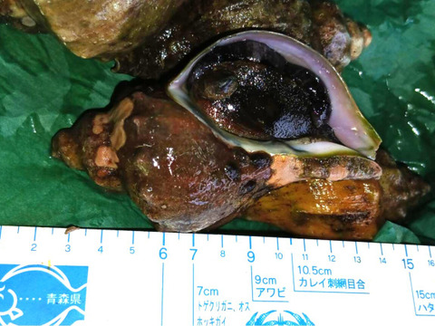 活青ツブ　約3kg（15～24個）