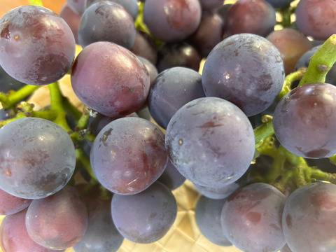 🍇訳あり・オーロラブラック🍇  約2kg【岡山県産】種なしぶどう