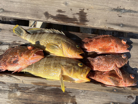 明日朝まで限定！捕れたて！カサゴ・アオナ約3kgオーバー 長崎県対馬市(内臓・鱗処理済)