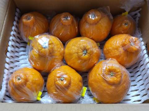 不知火デコ柑3k以上入ってます、サイズコミコミB品小玉多めになります。