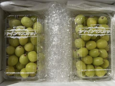 シャインマスカット大粒多め入りの、特売品の粒パック入りになります。 家庭用】 山梨県産 シャインマスカット 粒パック 約750g×2パック