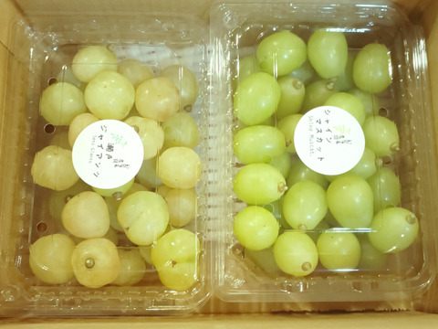 ご家庭用、瀬戸ジャイアンツ、シャインマスカット、食べ比べセット粒500g×2p(1kg)