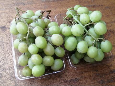 農薬不使用！甘いぶどう「シャインマスカット」1kg