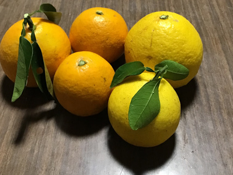 【紅白セット】紅ニューサマー&ニューサマーオレンジセット 各2キロずつ