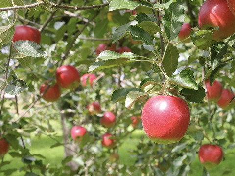 ぷるぷる新食感《りんご蜜》紅玉アップルジェリー100g