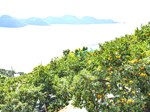 【本場・下津蔵出しみかん】土壁蔵で木箱仕込みし寝かせた熟成みかん｜農家直送