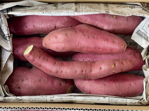 【訳あり】どすこいサイズ「栗かぐや」 5キロ箱