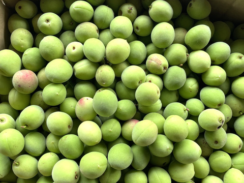 【カリカリ梅に最適】宮城県産 手摘み青梅 小粒 1kg 白加賀中心  自然栽培 栽培期間中農薬不使用  梅酢漬け 塩漬け サイズ不揃い
