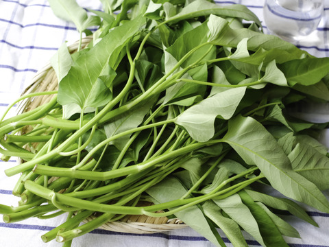 化学農薬・肥料不使用の空芯菜（約1kg）お魚が野菜を育てる「アクアポニックス」で栽培