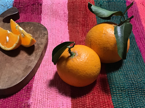 採れたてお届け！清見オレンジ1kg&爽やか八朔1kgセット【農薬不使用】