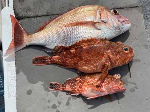 明日朝まで限定！捕れたて！カサゴ・タイ 約2.5kgオーバー 長崎県対馬市(内臓・鱗処理済)