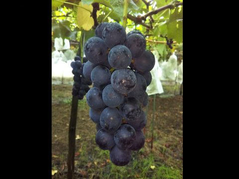 皮ごと美味しい！　ご家庭用　雄宝＆ナガノパープル　4㎏