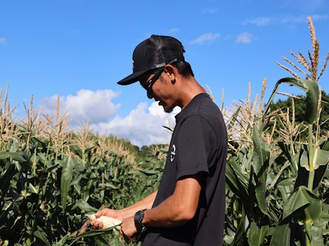 【16本セット】秋とうもろこし「雪やこんコーン」