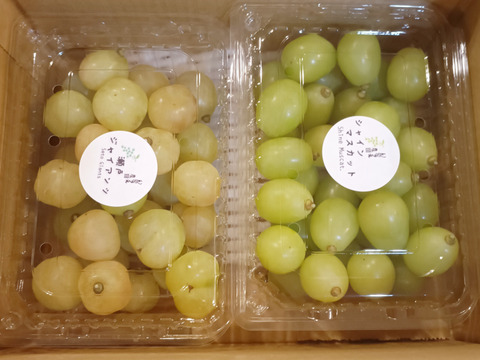 瀬戸ジャイアンツ粒1kg、シャインマスカット粒2kgセット
