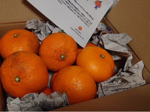 【訳アリ】甘平🍊正直見た目は良くないです　3キロ家庭用  でも味は嘘をつかない ！シッカリ酸味の残ったこの時期限定！