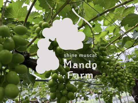 【先行予約】パリッと食感の高糖度タネ無しシャインマスカット！　1kg〜1.2kg  2房　/静岡市　 Mando Farm 直送　9月中旬〜10月発送
