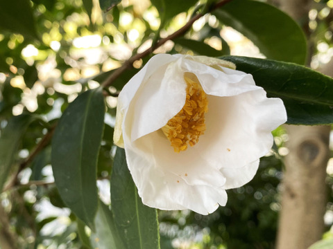 白いツバキ8本、控えめで上品で華麗。できるだけ、開花前の椿を剪定します。