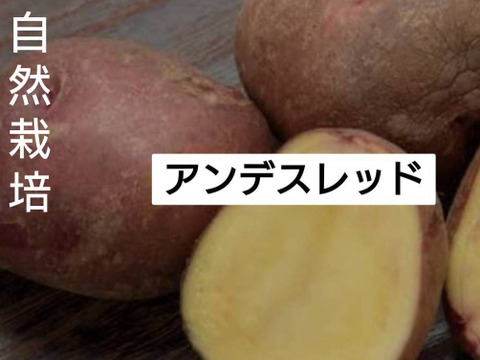 『自然栽培新じゃがいも　アンデスレッド』【農薬完全不使用 完全無肥料栽培 】！淡路島産〙60サイズ！！【2キロ】自然農法