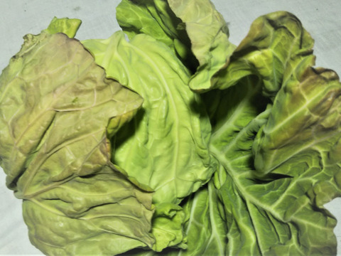 【クール対応便】
田口農園徳島「イチオシ旬野菜セット」
いつも新鮮食べ切りサイズでお届け致します。
内容物はお任せ下さい。決して後悔させません。