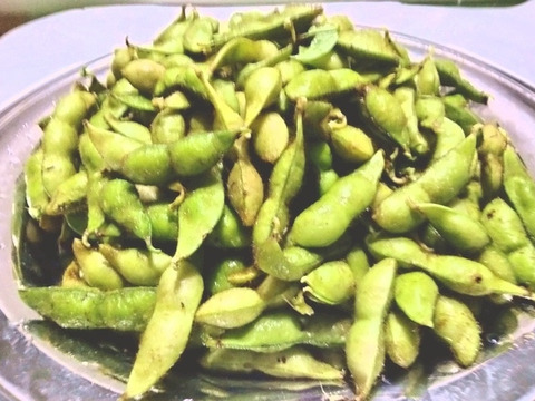 【期間限定セール】丹波篠山産 丹波黒枝豆　新鮮・採れたて配送！　莢（さや）の実　９００ｇ