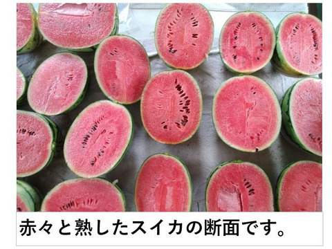 小玉スイカ シャリっと甘い！あきた夏丸チッチェ！〈爆大サイズ1
