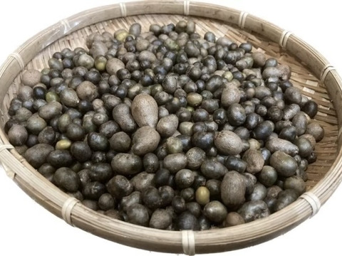 【数量限定】桑原農園の自然薯のむかご