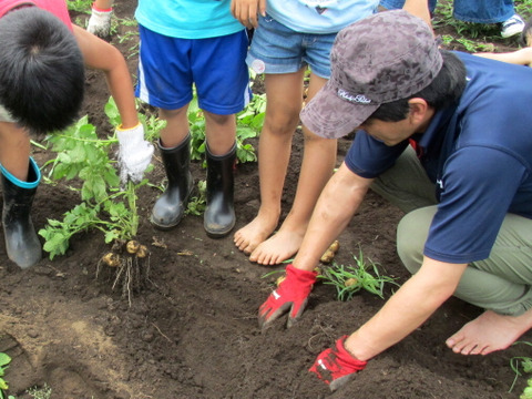 【自然栽培🍀固定種グランドペチカ1kg】毎年種芋を繋いでいます🥔栗やサツマイモに似た甘みがありホクホク、深いコクと風味