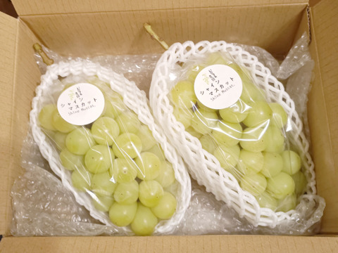 岡山県産つる付きシャインマスカット1kg(2房)